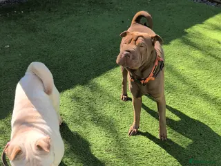 Shar Pei dogs 1 male and 1 female Shar pei dog to be rehomed - Advert 1