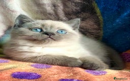 British Shorthair cats for sale: Purebred colourpoint BSH kittens  - Image 2