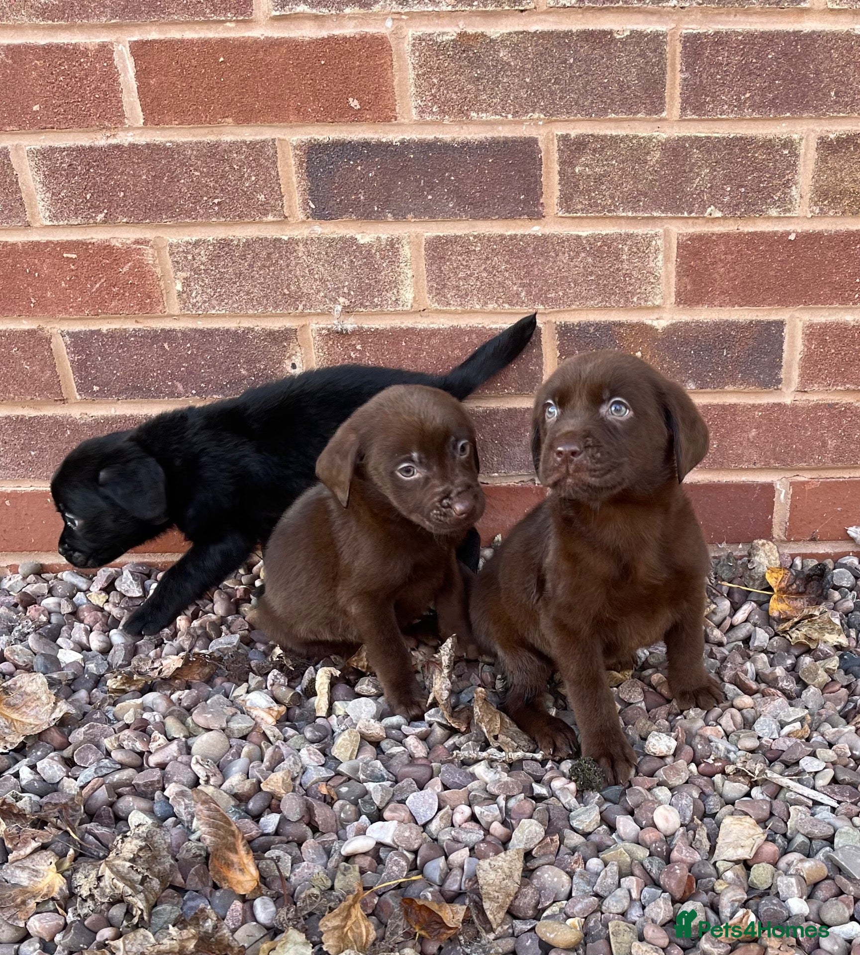 Labrador Retriever dogs Gorgeous Labrador pups - Advert 1