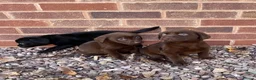 Labrador Retriever dogs for sale: Gorgeous Labrador pups - Advert 4