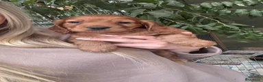 Cocker Spaniel 3