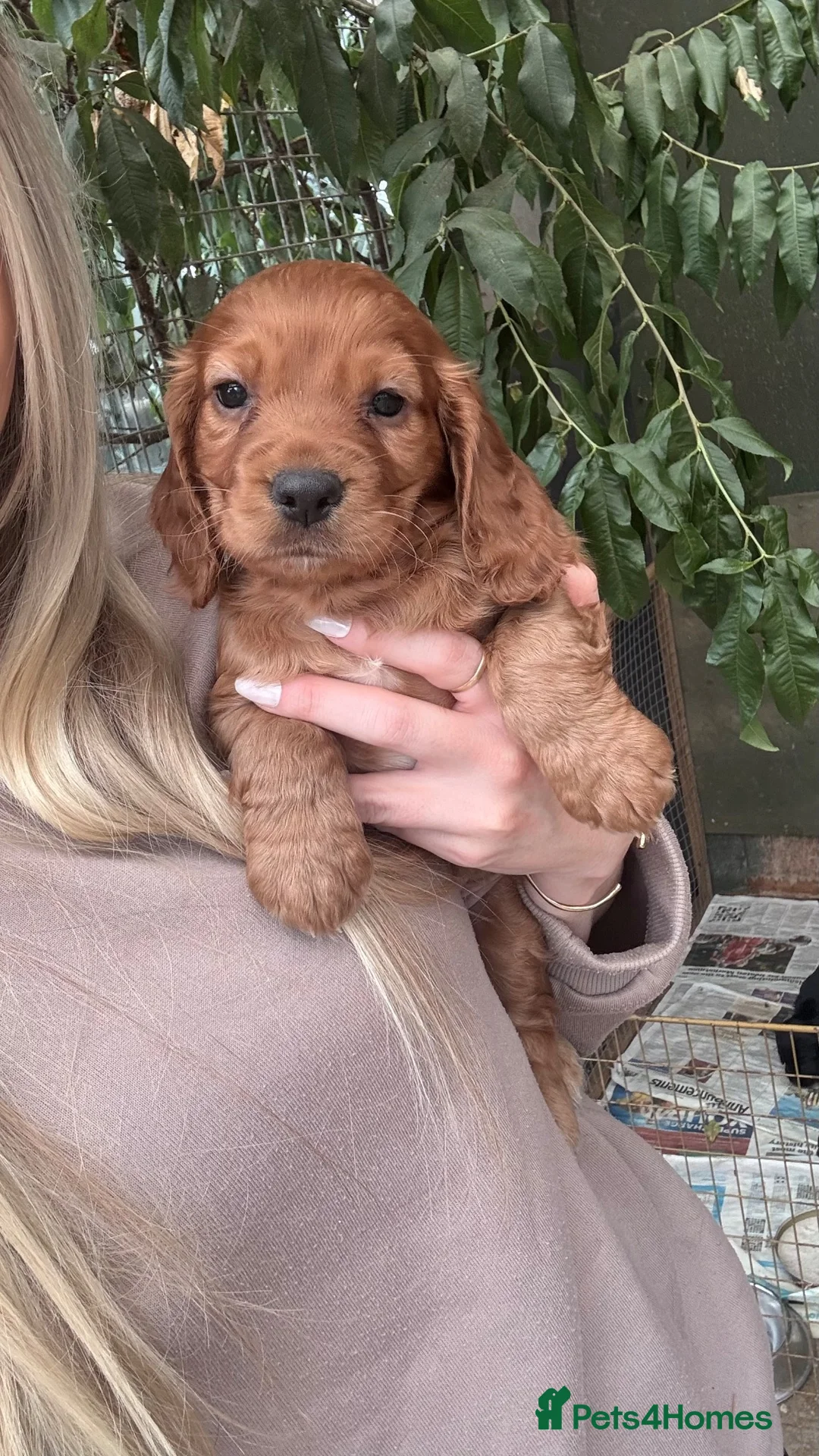 Cocker Spaniel dogs for sale: KC Working cocker spaniel puppies  in Woodbridge - Advert 8