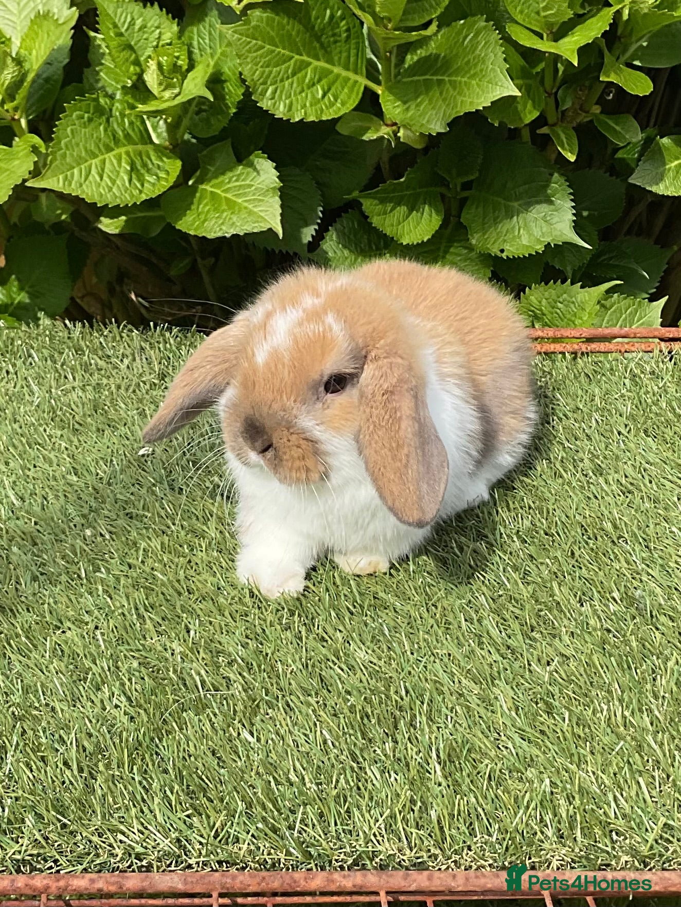 Mini Lop rabbits Pure bred mini lops baby Rabbits.all girls  - Advert 2