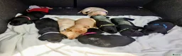 Labrador Retriever dogs for sale: 9 stunning Labrador puppies for sale  - Advert 7