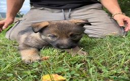German Shepherd dogs for sale: Germany 🇩🇪 shepherd puppies dogs 🐕 big boned - Image 30