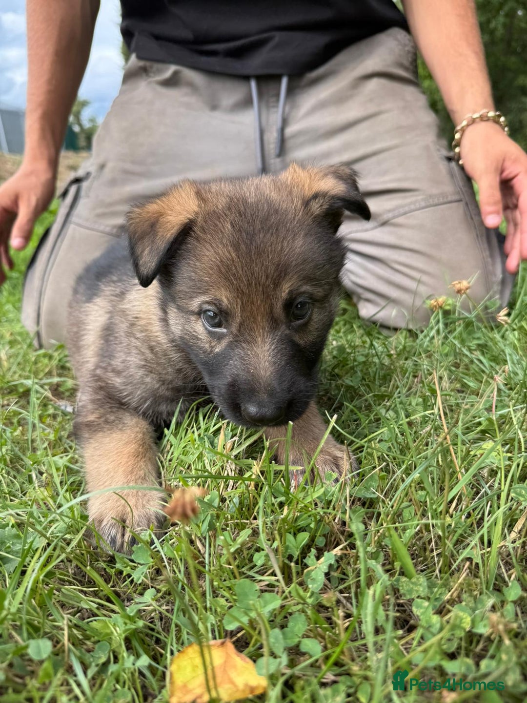 German Shepherd dogs for sale: Germany 🇩🇪 shepherd puppies dogs 🐕 big boned - Image 30