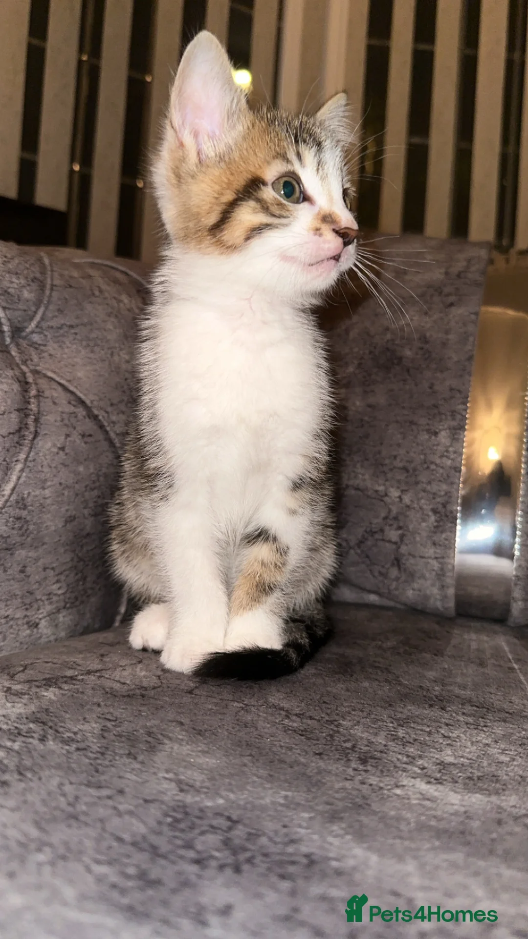 Domestic Shorthair cats for sale: Gorgeous tabby and British shorthair kitten - Advert 15