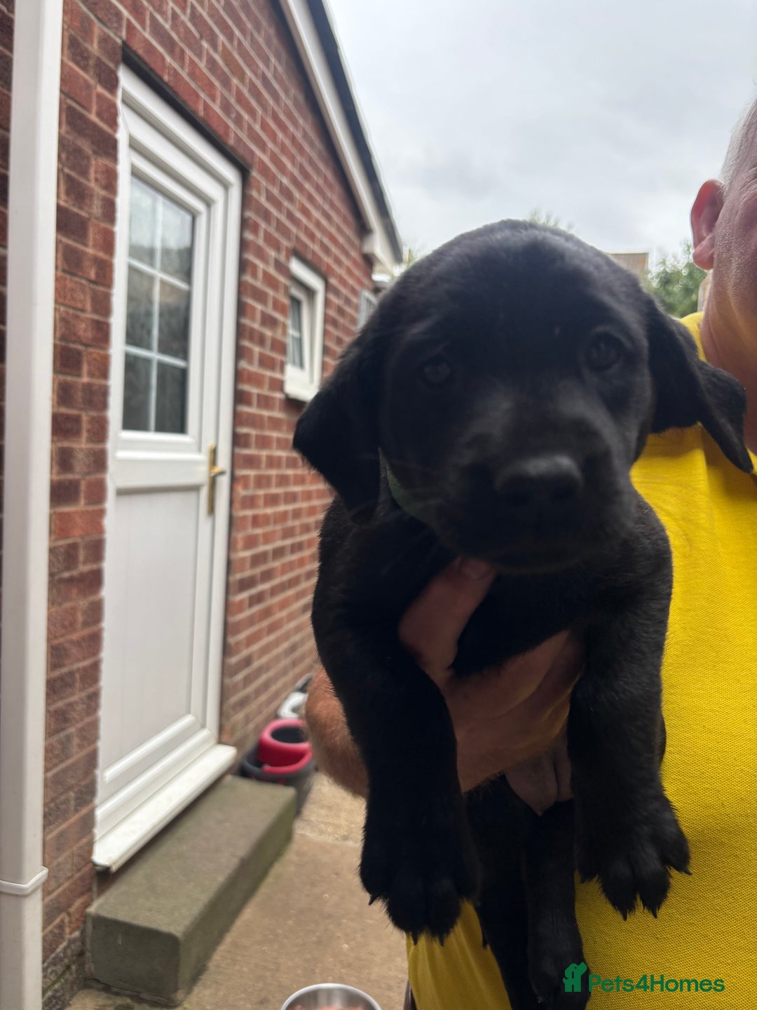 Labrador Retriever dogs for sale: Working Labradors  - Image 22
