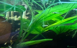 Mollies fish for sale: Guppies & Mollies - Advert 1