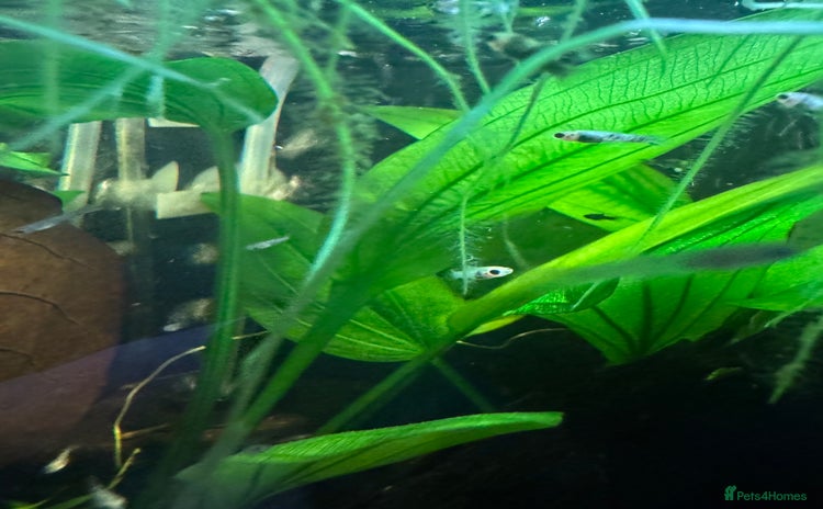 Mollies fish - Advert 2