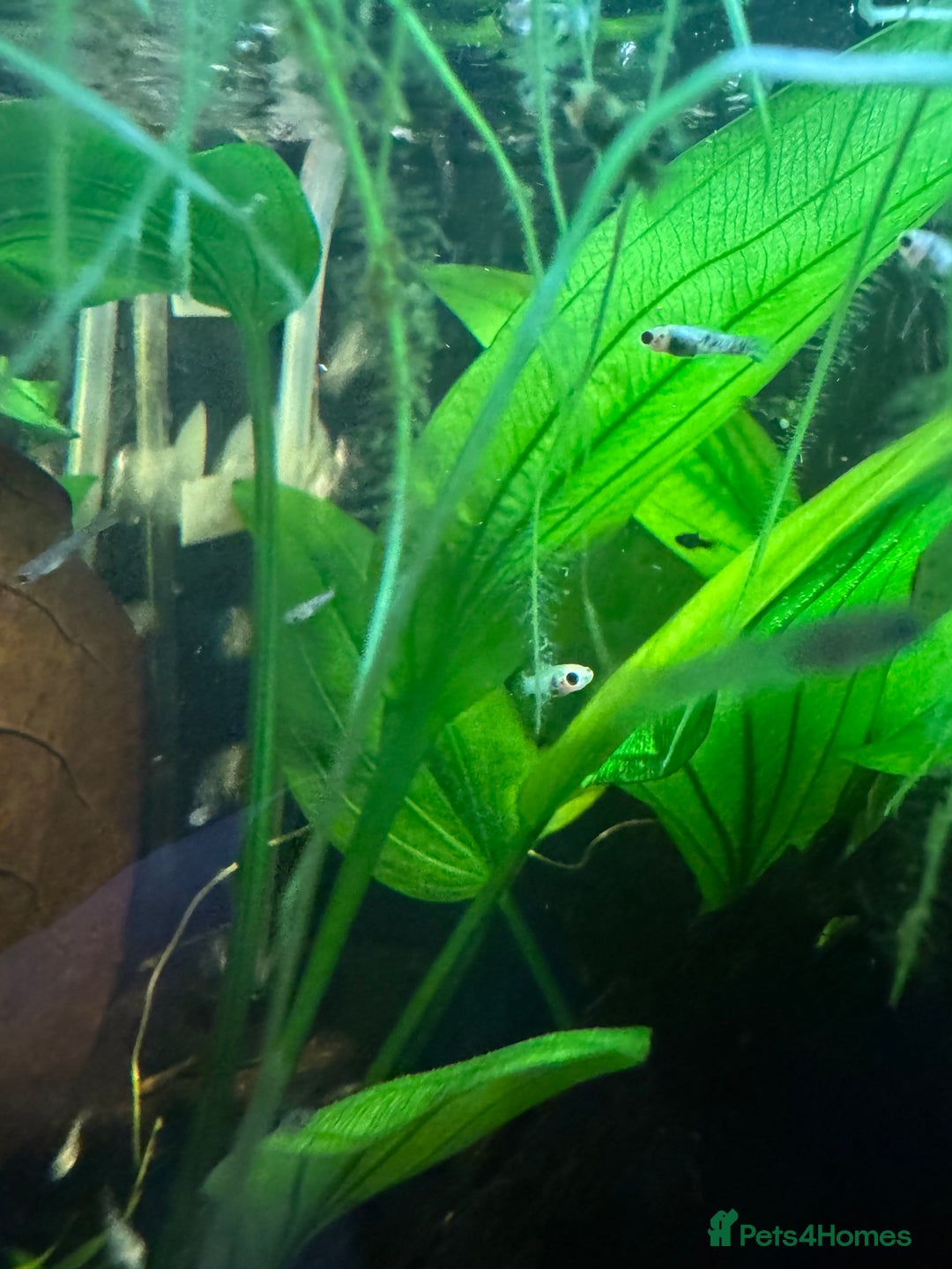 Mollies fish for sale: Guppies & Mollies - Advert 1