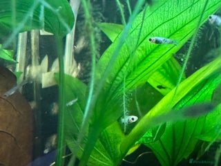 Mollies fish - Advert 7