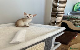 Abyssinian cats for sale: Pedigree Silver Abyssinian kittens - Image 6