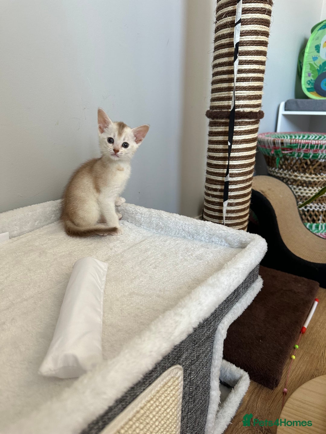 Abyssinian cats for sale: Pedigree Silver Abyssinian kittens - Image 6