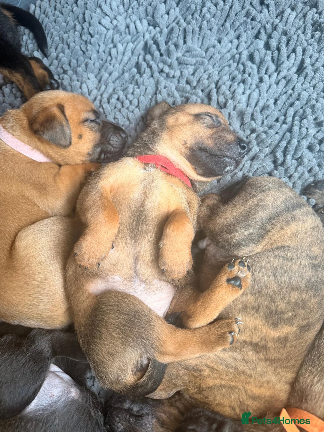 Mixed Breed dogs for sale: Patterdale X puppies - only 2 left! - Advert 2