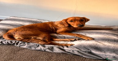 Golden Retriever dogs - Advert 15
