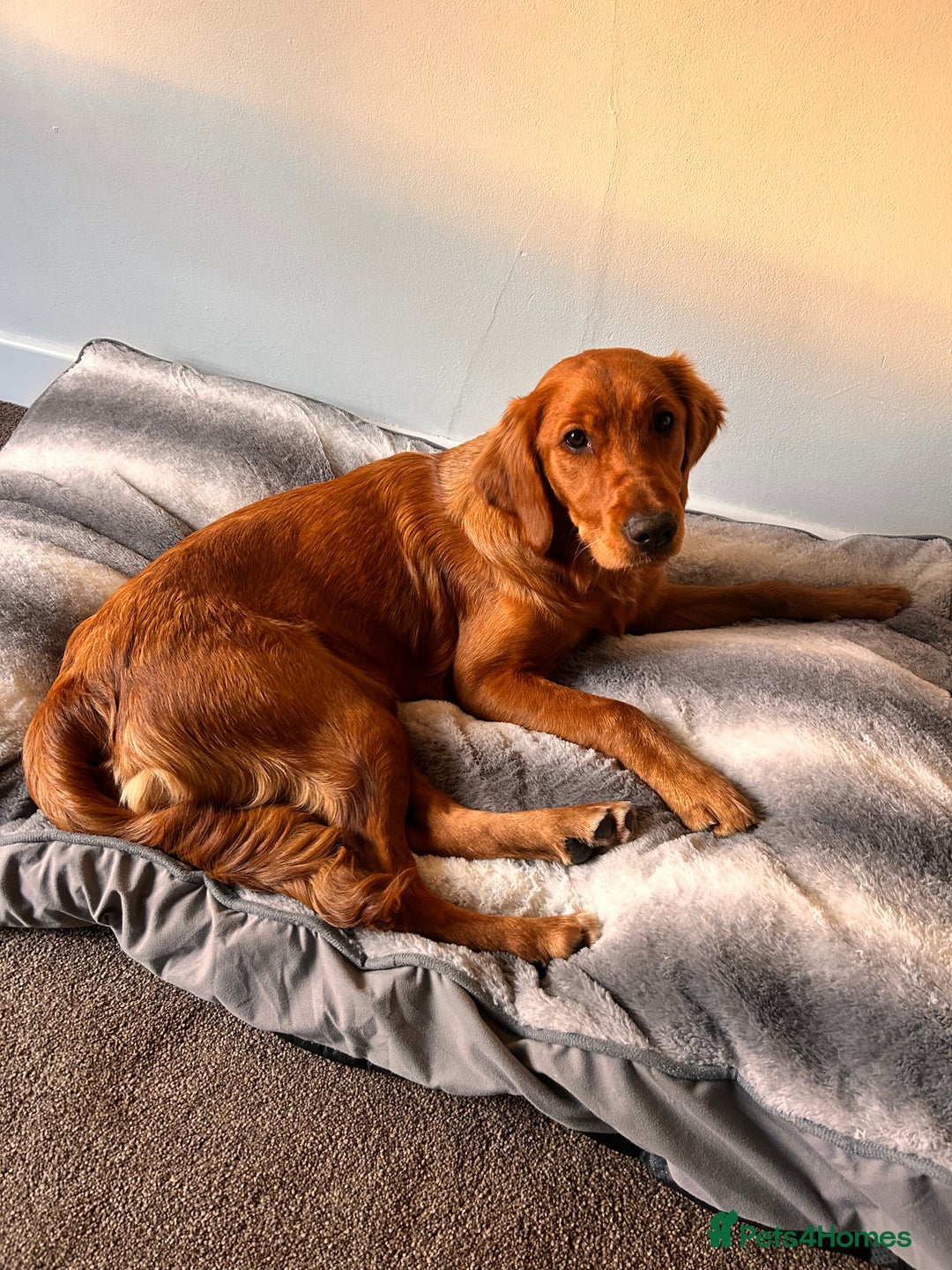 Golden Retriever dogs for sale: Dark red Golden retriever  - Image 2