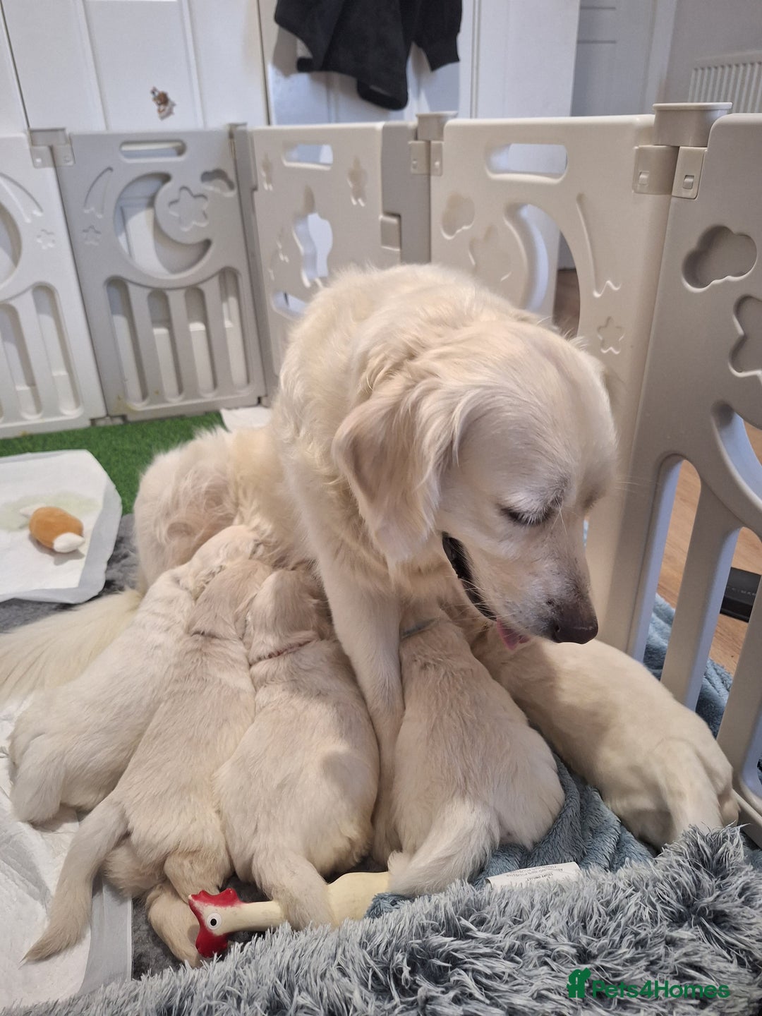 Golden Retriever dogs for sale: Adorable KC Reg Golden Retriever Puppies - Image 7