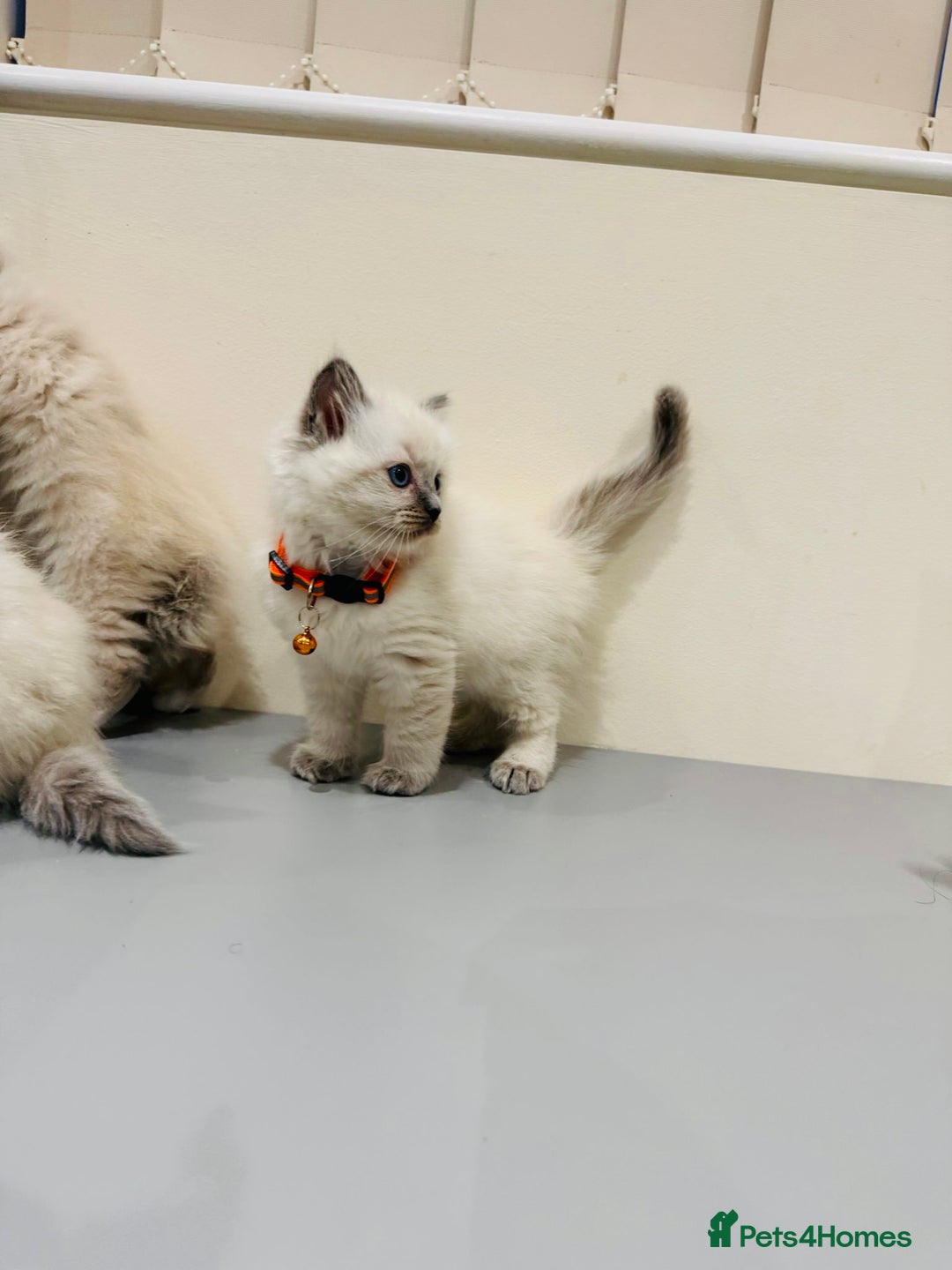 Ragdoll cats for sale: Adorable Pure Ragdoll Kittens - Advert 38