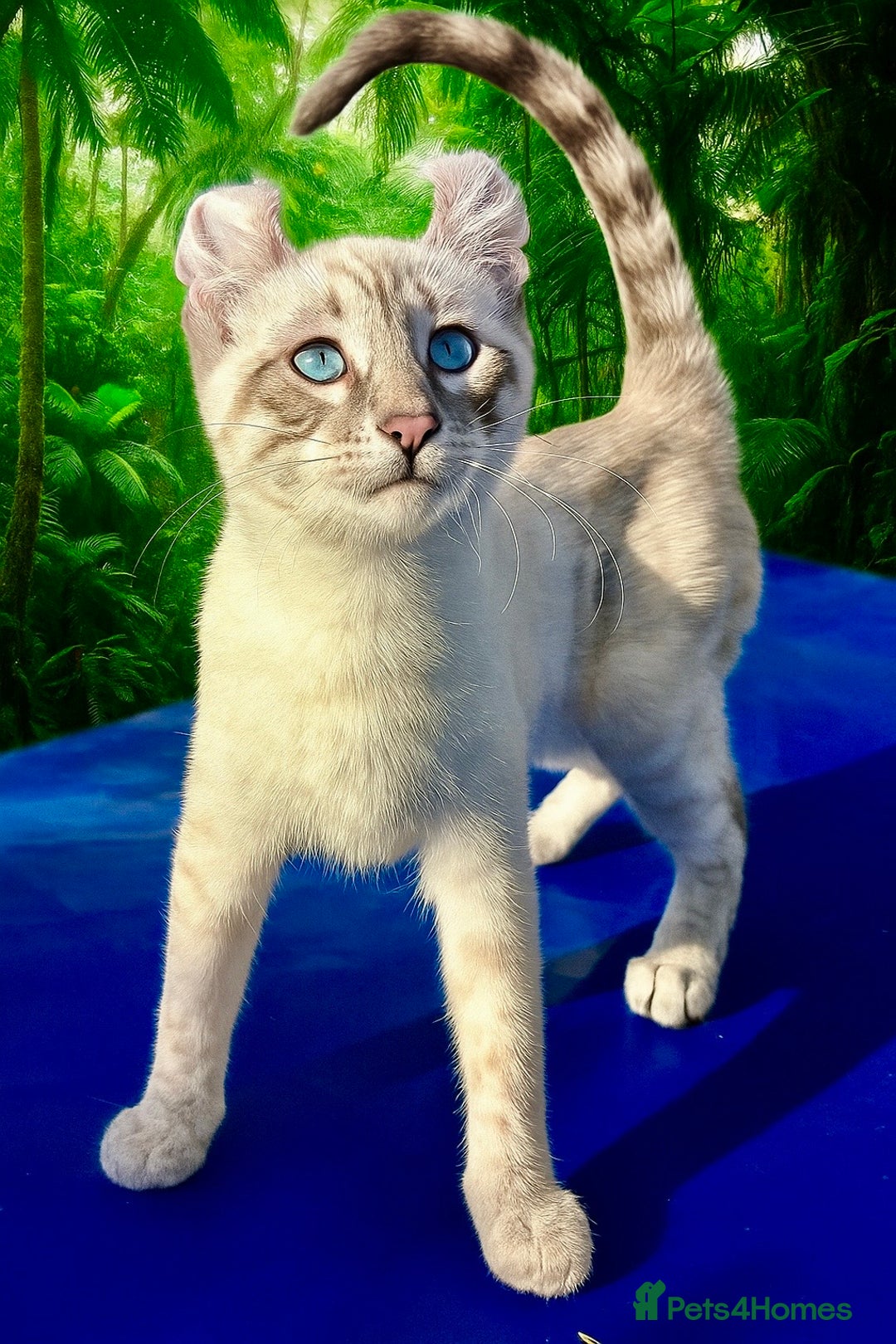 Bengal cats for sale: Stunning rare female  - Image 3