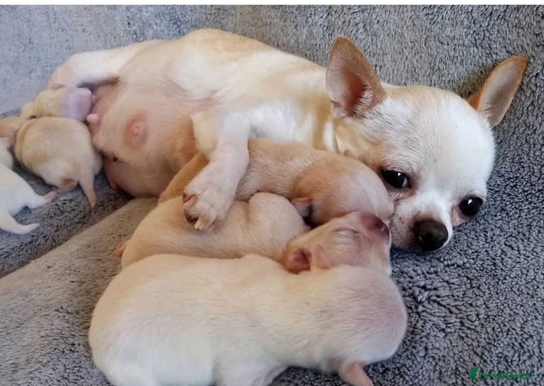Chipoo dogs for sale: Chipoo female puppy,  - Advert 5