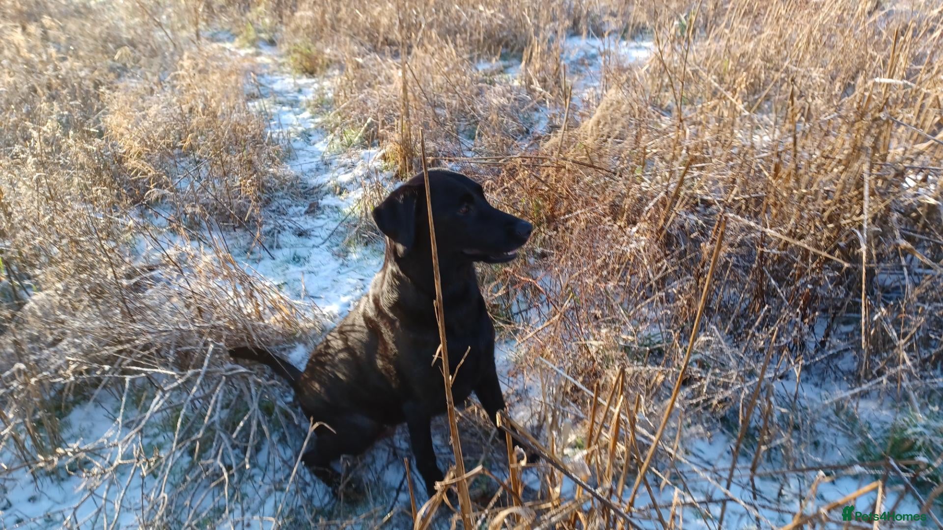 Labrador Retriever dogs for sale: KC Registered Working Labrador litter - Advert 2
