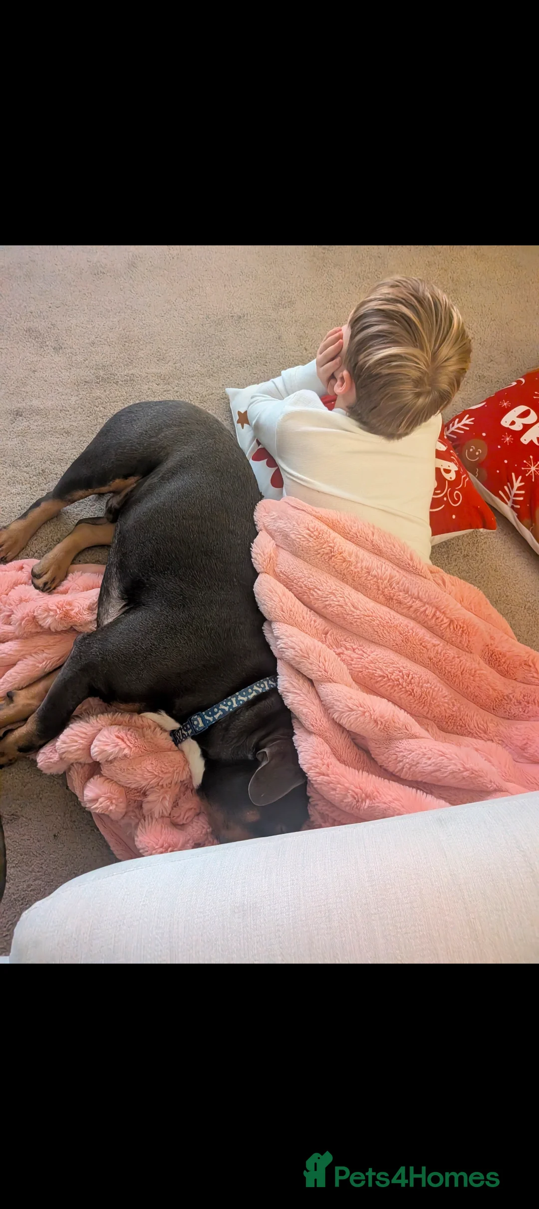 Mixed Breed dogs for sale: **10 months old bulldog cross** - Advert 7