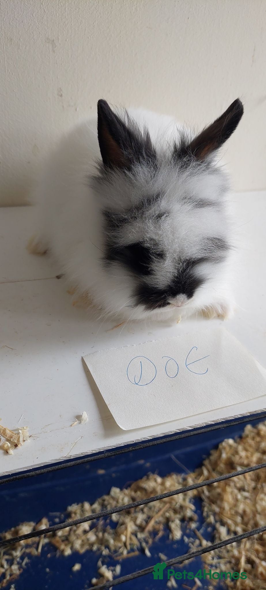 Lionhead rabbits READY Loinhead babys bucks & does - Advert 5