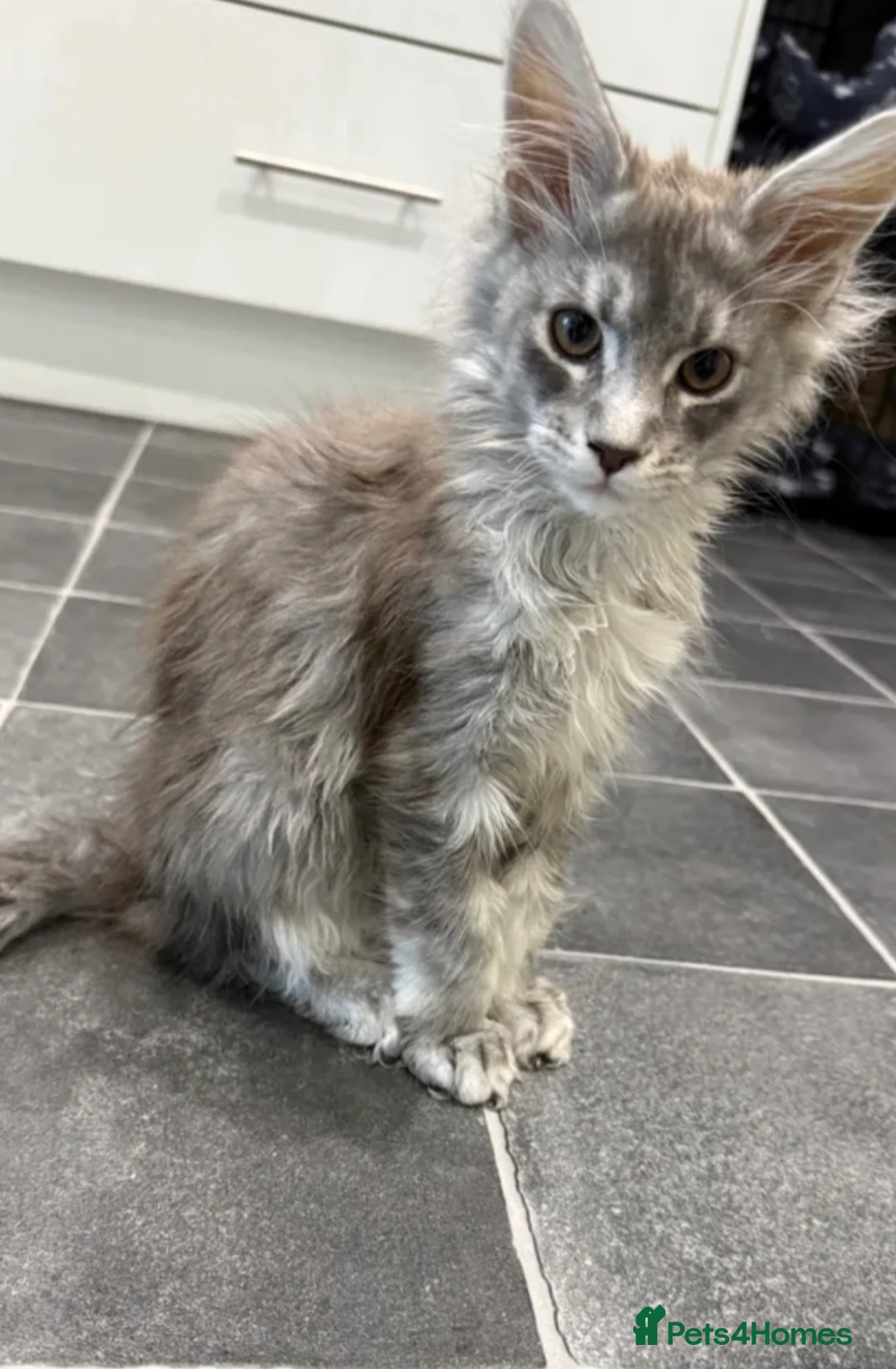 Maine Coon cats for sale: GCCF Female Blue Ticked Tabby Maine Coon Kitten - Advert 1