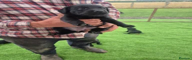 Labrador Retriever 3
