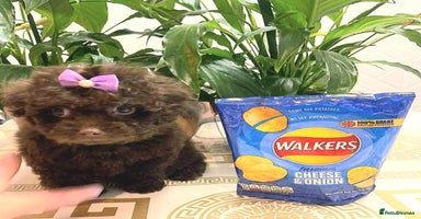 Maltipoo dogs - Advert 12