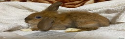 Mixed Breed rabbits for sale: Last Beautiful Bunny ready for new home - Advert 5