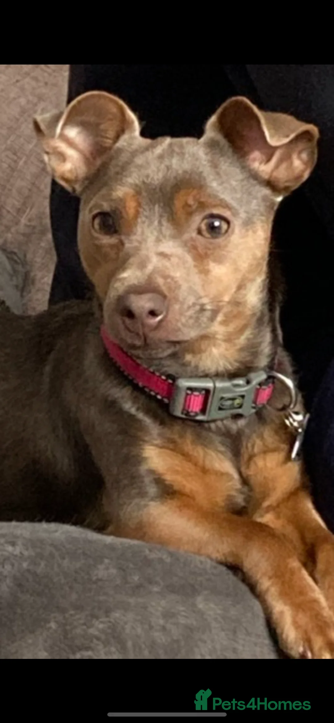 Jack Russell dogs for sale: Much Wenlock Jack Russell Puppies - Advert 2