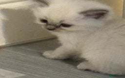 Ragdoll cats for sale: Ragdoll Kittens looking for loving new home - Image 4