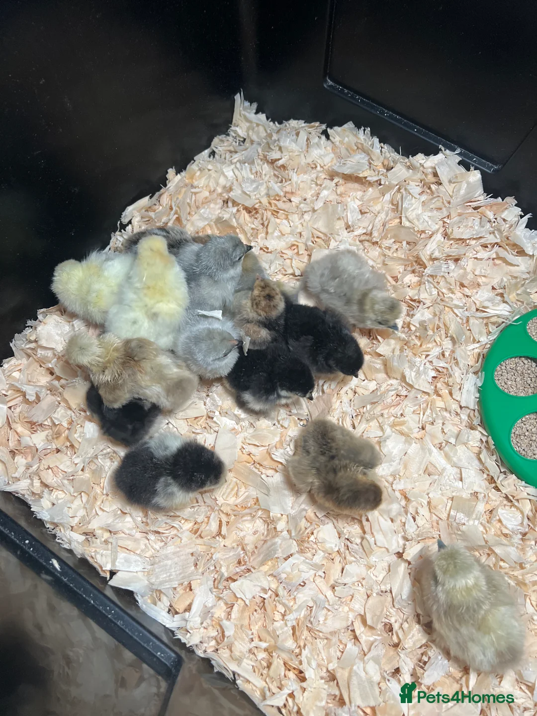 Chickens poultry for sale: Pekin & Silkie Bantam Chicks  - Advert 1