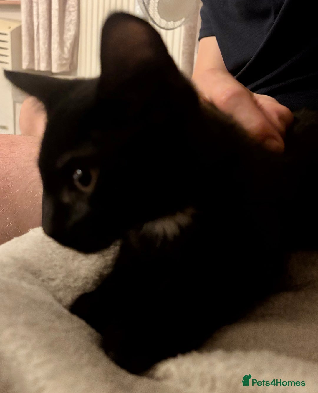 Domestic Shorthair cats for sale: 2 Female Kittens  - Image 20