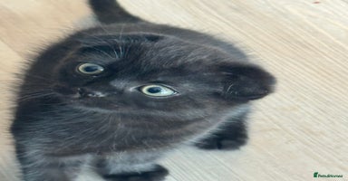 British Shorthair cats - Advert 7
