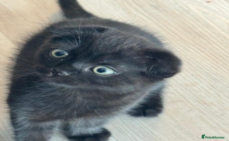 British Shorthair cats - Advert 14
