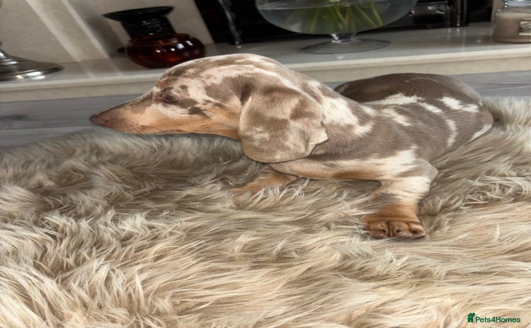 Miniature Dachshund dogs - Advert 1