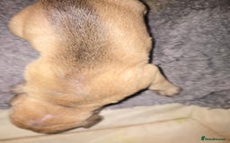 American Bulldog dogs for sale: American bulldog pups for sale - Image 8
