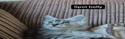 Maine Coon cats for sale: Pedigree mainecoon kittens  - Advert 26