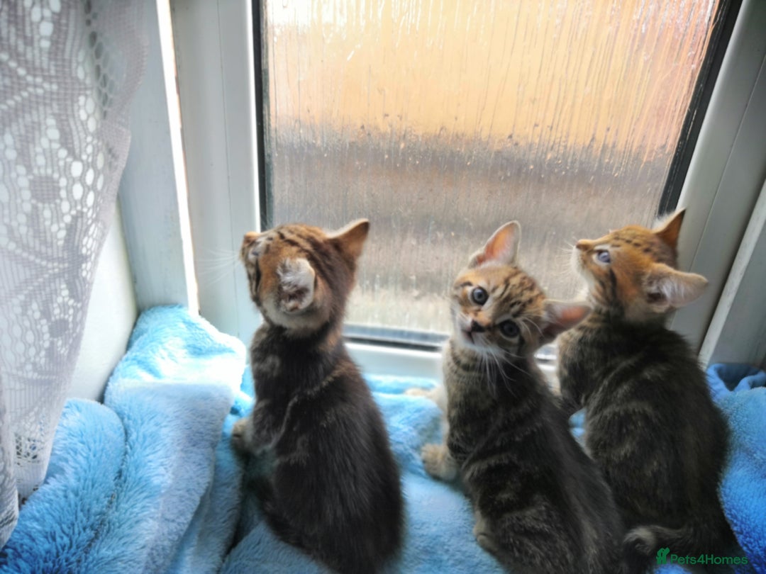 Mixed Breed cats for sale: Beautiful Male kittens VIDEOS - Image 29