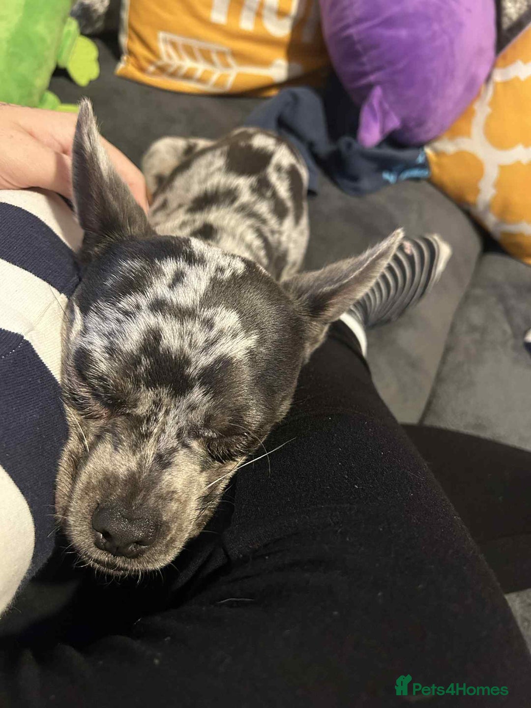 Mixed Breed dogs for sale: Frenchie x Jack Chi 8 month old puppy - Image 2