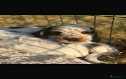 Cocker Spaniel dogs for sale: STUNNING Rizi Bizi sired Cocker puppies DNA Tested - Image 7