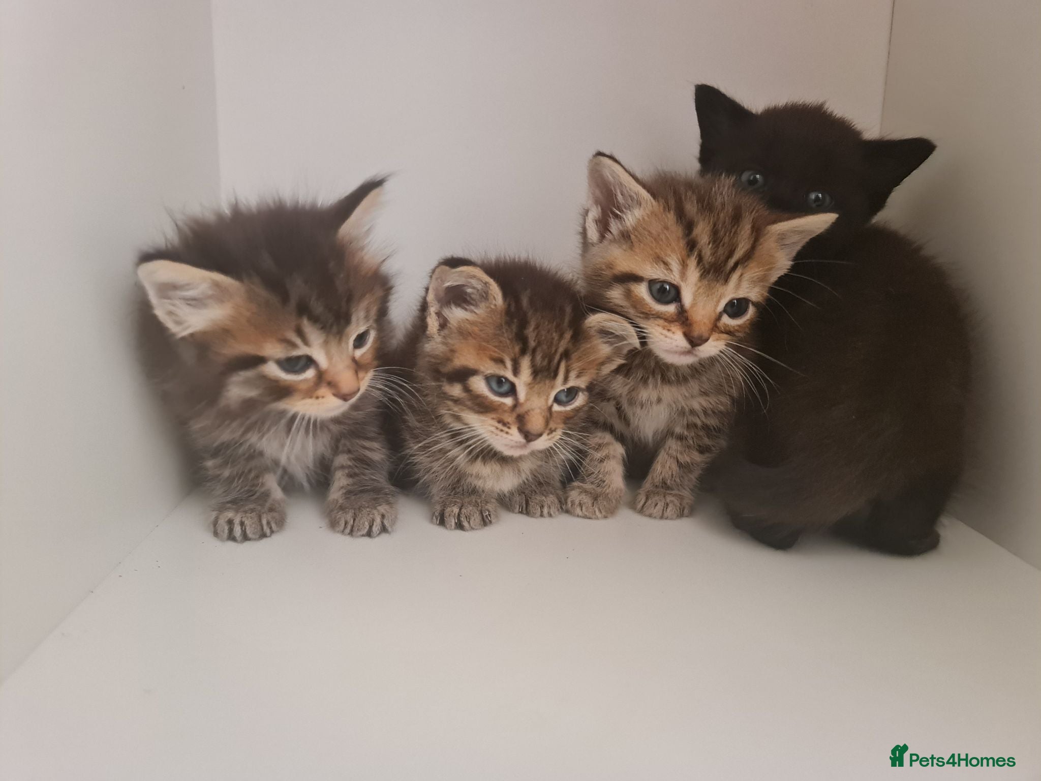 Mixed Breed cats 5 kittens for sale  - Advert 1
