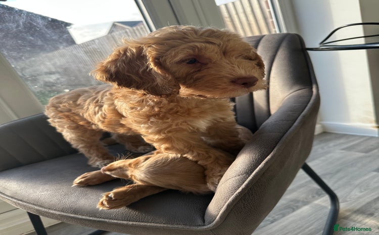 Cockapoo dogs - Advert 1