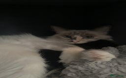 Ragdoll cats for sale: Black half Ragdoll male kitten available  - Image 4