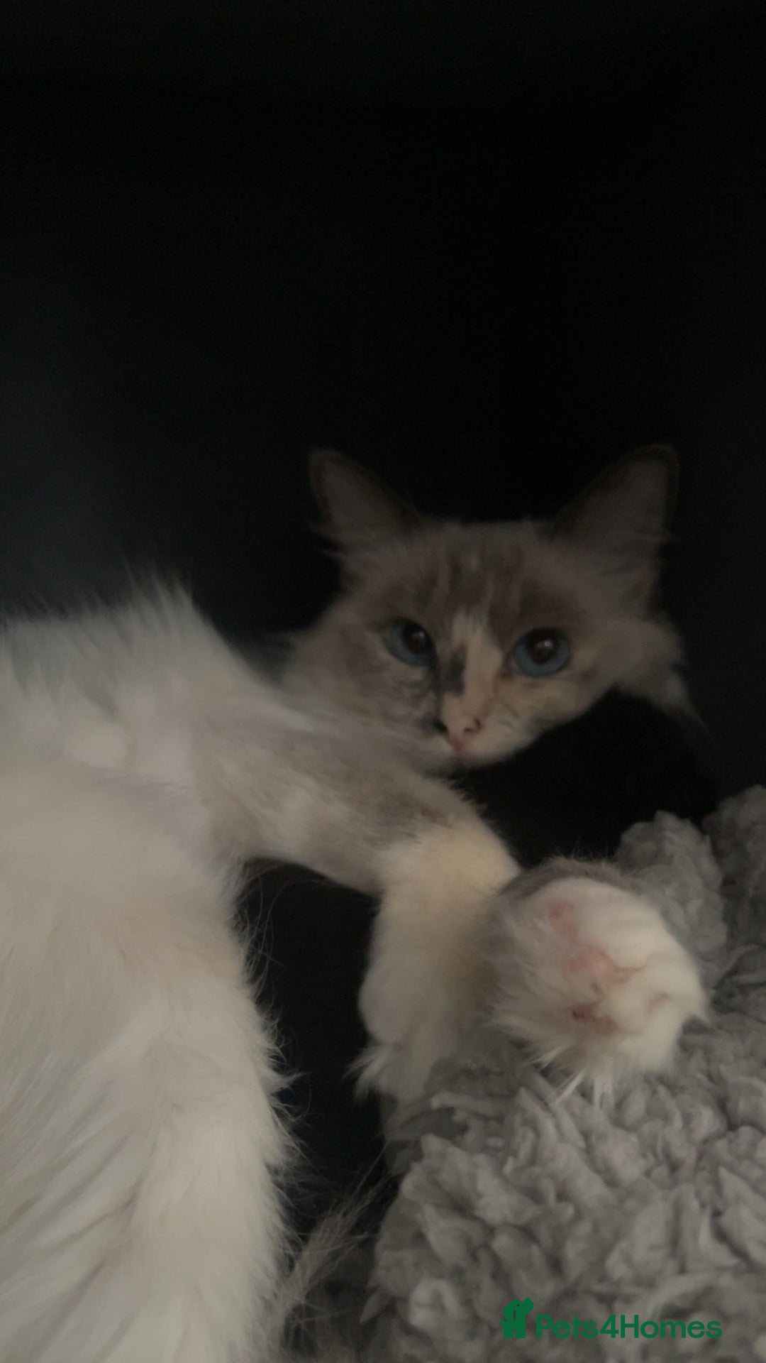 Ragdoll cats for sale: Black half Ragdoll male kitten available  - Image 4