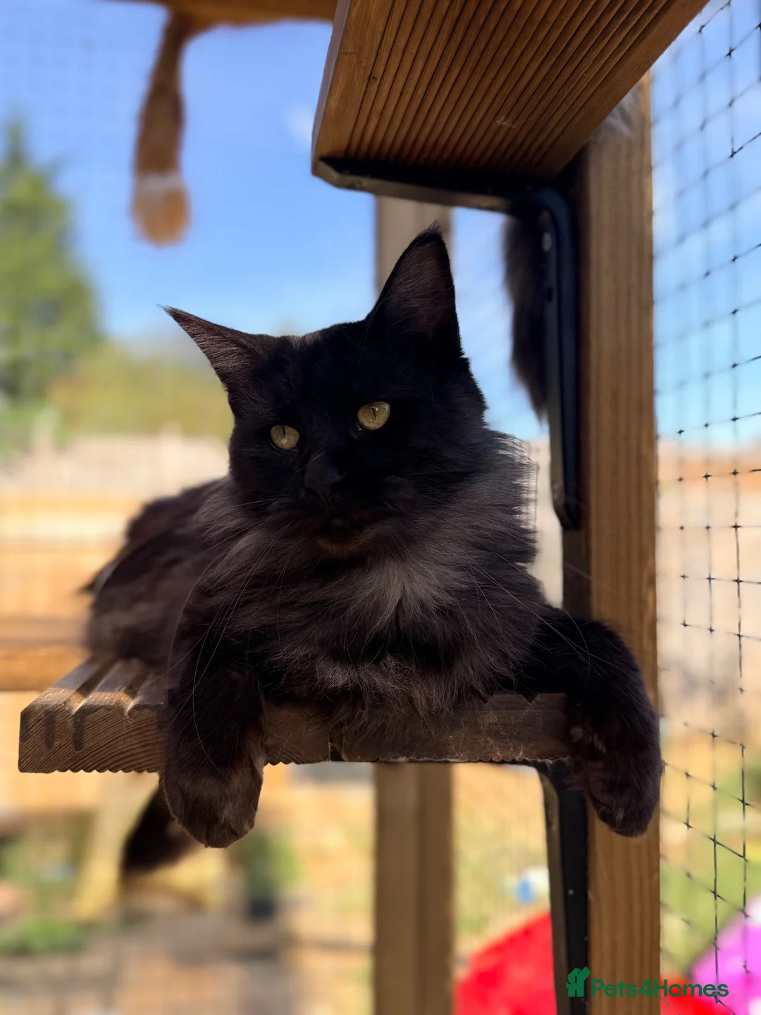 Maine Coon cats for sale: 1 year old black smoke female - Advert 1