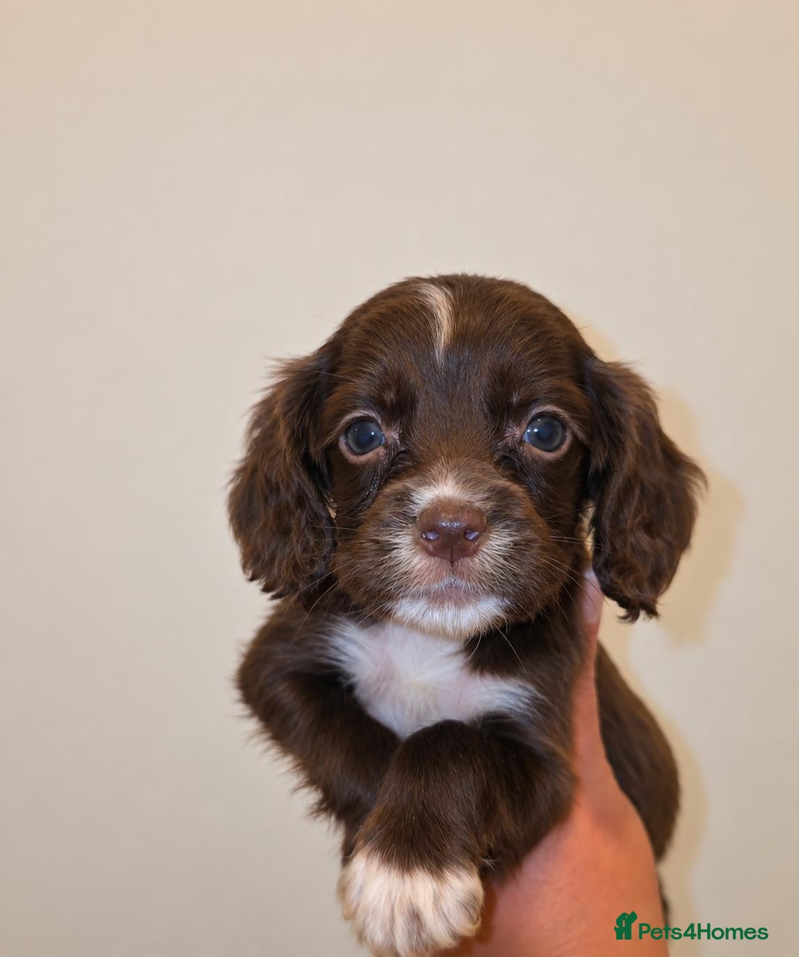 Mixed Breed dogs 🐾 STUNNING MERLE/CHOC COCKER SPANIELS 🐾 £850 - Advert 1